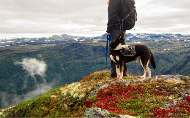 chien en laisse en montagne 