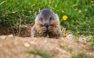 marmotte animaux de la montagne 