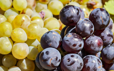 raison rouge et raisin vert à déguster 
