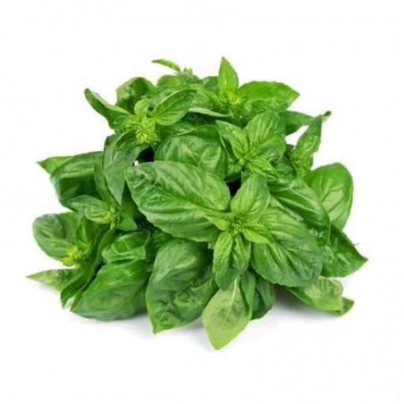 Herbe Basilic Frais - FRANCE Cat1 - 15g