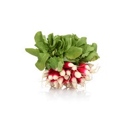 Radis - FRANCE Cat1 - botte botte