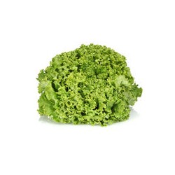 Salade Batavia - FRANCE Cat1 - Pièce Pièce