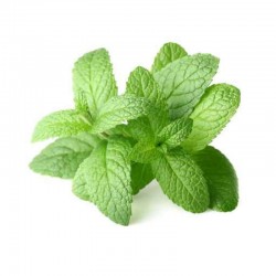 Herbe Menthe Fraiche -...
