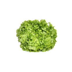 Salade Feuille de Chêne Blonde - FRANCE Cat1 - Pièce Pièce