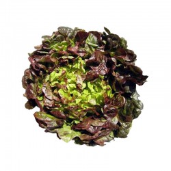 Salade Feuille de Chêne Brune - FRANCE Cat1 - Pièce Pièce