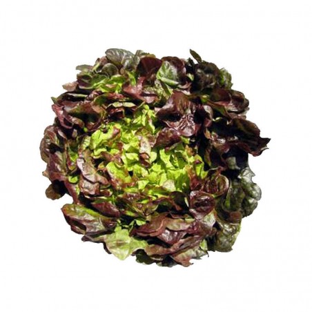 Salade Feuille de Chêne Brune - FRANCE Cat1 - Pièce