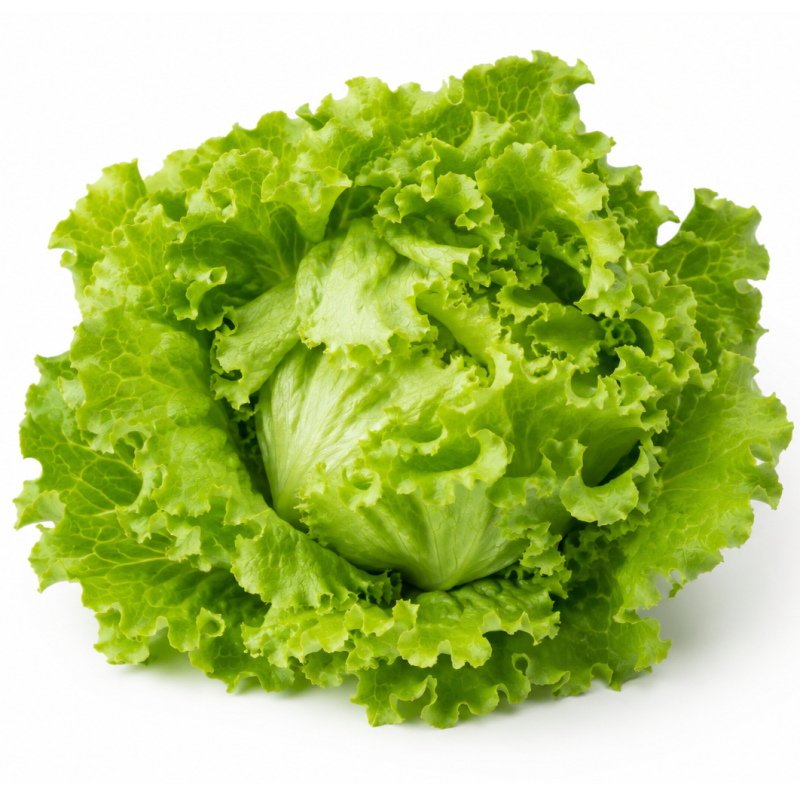 Salade Laitue - FRANCE Cat1 - Pièce