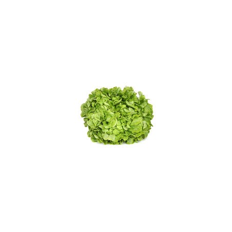 Salade Feuille de Chêne Blonde - FRANCE Cat1 - Pièce
