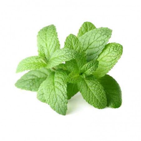 Herbe Menthe Fraiche - FRANCE Cat1 - 15g
